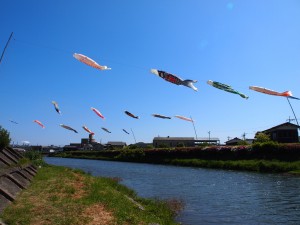 富田川のこいのぼり